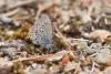Plebejus optilete